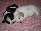 Welpen tricolor und bicolor